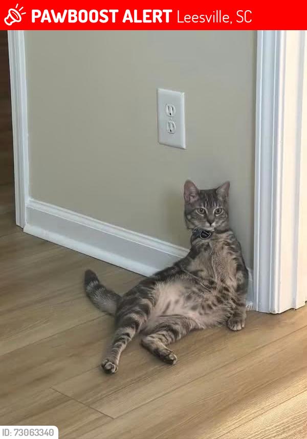 Lost Male Cat last seen Hallman wagon rd and Augusta highway, Leesville, SC 29070