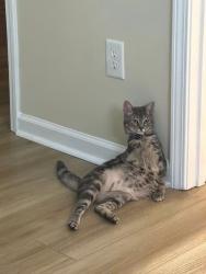 Lost Male Cat last seen Hallman wagon rd and Augusta highway, Leesville, SC 29070