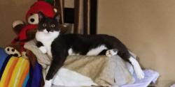 Reunited Male Cat last seen Burs Mill rd, Southampton Township, NJ 08088