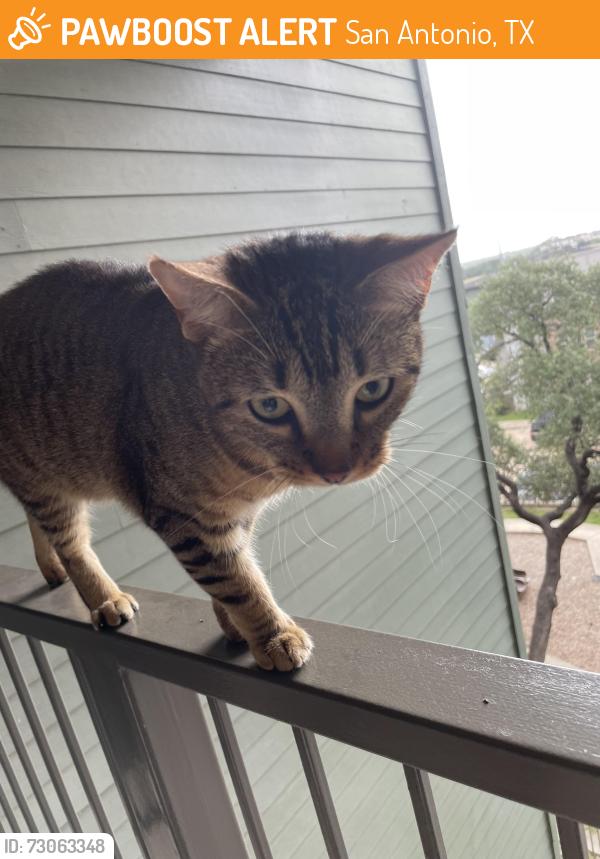 Found/Stray Female Cat last seen Corporate Woods, San Antonio, TX 78259