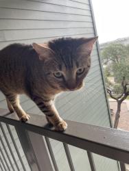 Found/Stray Female Cat last seen Corporate Woods, San Antonio, TX 78259