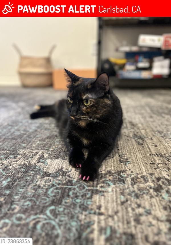 Lost Female Cat last seen Dove lane, Carlsbad, CA 92009