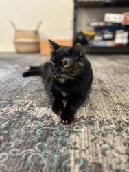 Lost Female Cat last seen Dove lane, Carlsbad, CA 92009