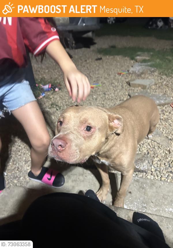 Found/Stray Male Dog last seen Kedy & newsome, Mesquite, TX 75149