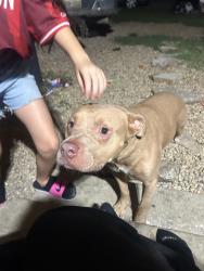 Found/Stray Male Dog last seen Kedy & newsome, Mesquite, TX 75149