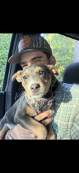 Lost Female Dog last seen Fire crest lane in gated community of Timber Rock in Lenoir NC, Caldwell County, NC 28645