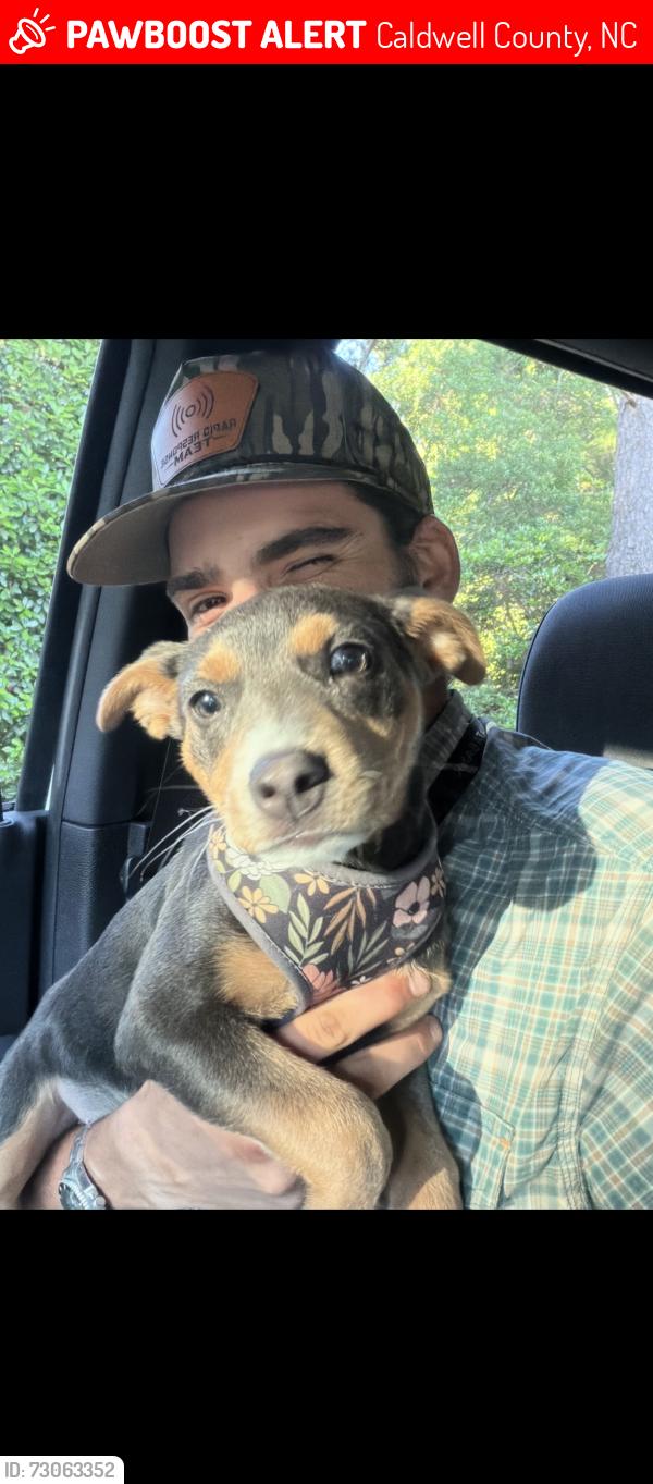 Lost Female Dog last seen Fire crest lane in gated community of Timber Rock in Lenoir NC, Caldwell County, NC 28645