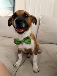 Reunited Male Dog last seen Club side drive , Tampa, FL 33624