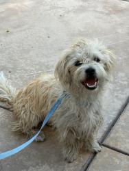Found/Stray Female Dog last seen Los Serranos golf course CHINO HILLS CA, Chino Hills, CA 91709
