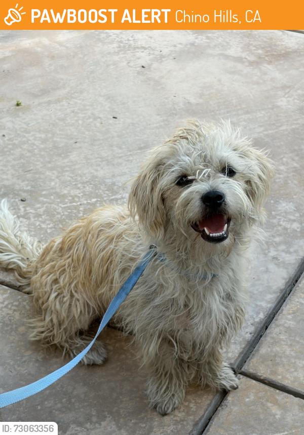 Found/Stray Female Dog last seen Los Serranos golf course CHINO HILLS CA, Chino Hills, CA 91709