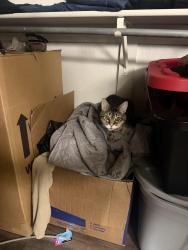 Lost Male Cat last seen Lifestyles Los Paseos, El Paso, TX 79936