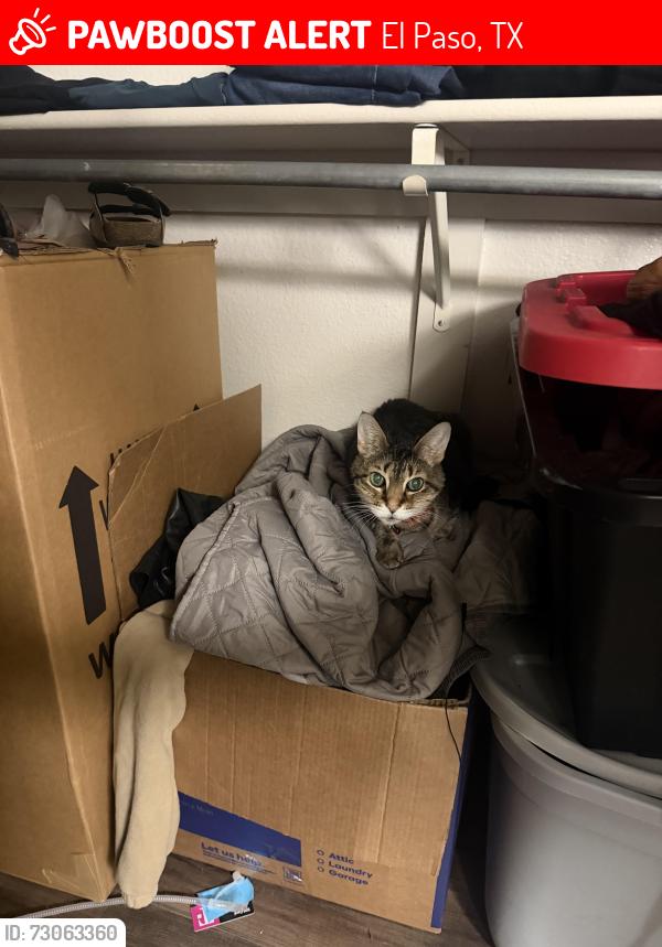 Lost Male Cat last seen Lifestyles Los Paseos, El Paso, TX 79936