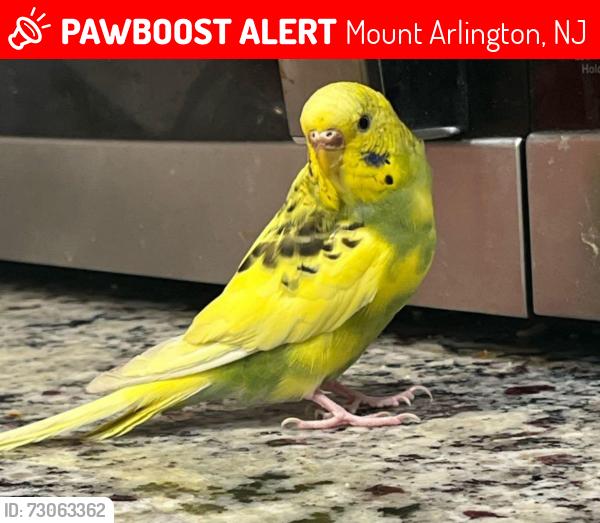 Lost Female Bird last seen Mount Arlington Beach. Barnes Brothers , Mount Arlington, NJ 07856
