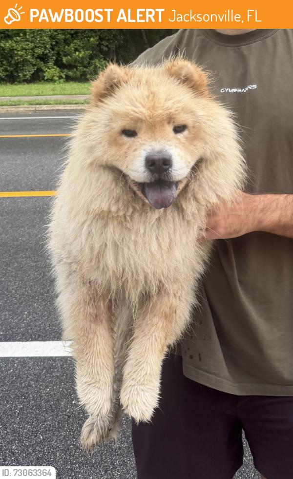 Found/Stray Male Dog last seen Near Park St, Jacksonville, FL 32205