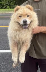 Found/Stray Male Dog last seen Near Park St, Jacksonville, FL 32205