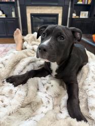 Reunited Male Dog last seen Sweet Maggie Lane Naperville , Naperville, IL 60564