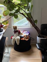 Lost Female Dog last seen Edwards st and maple ave, Westminster, CA 92683