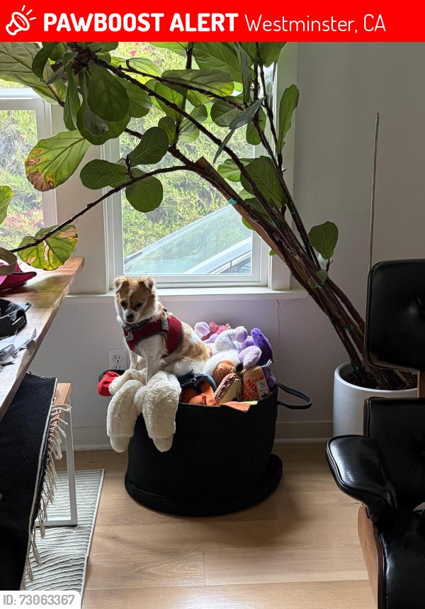 Lost Female Dog last seen Edwards st and maple ave, Westminster, CA 92683