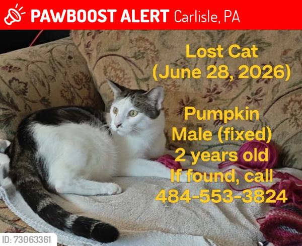 Lost Male Cat last seen center of the block 245 West Ridge St, Carlisle, PA 17013