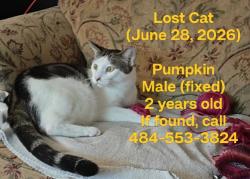 Lost Male Cat last seen center of the block 245 West Ridge St, Carlisle, PA 17013