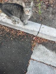 Found/Stray Unknown Cat last seen Euclid, Anaheim, CA 92801