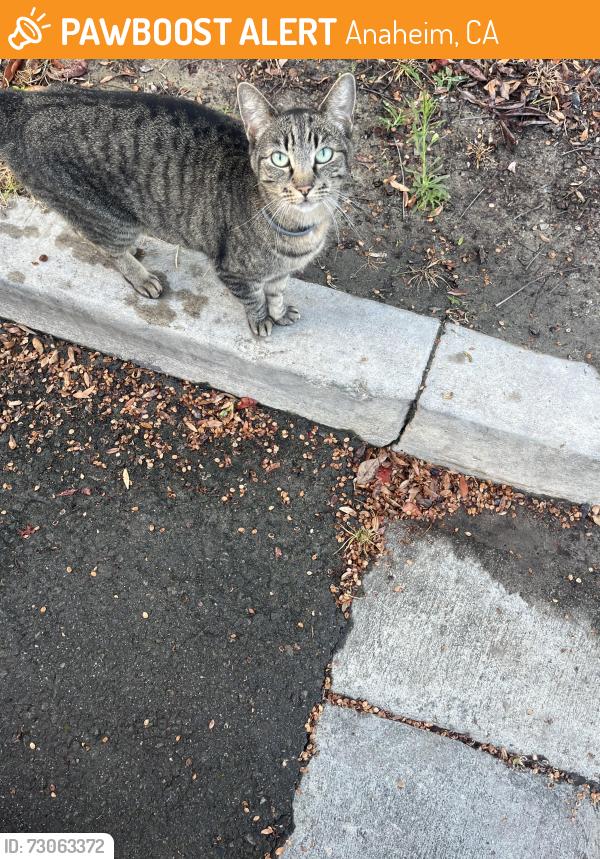 Found/Stray Unknown Cat last seen Euclid, Anaheim, CA 92801