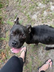 Found/Stray Male Dog last seen McDougal dr, Fayetteville, NC 28304