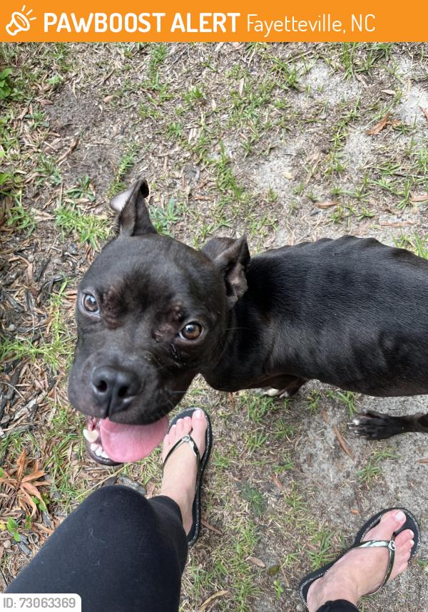 Found/Stray Male Dog last seen McDougal dr, Fayetteville, NC 28304