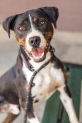 Shelter Stray Male Dog last seen Near Church St, Decatur, GA 30030, 30030, GA, 3280 Chamblee Dunwoody Rd, Chamblee, GA 30341, USA