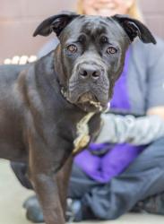 Shelter Stray Female Dog last seen Near Arbor Crossing Dr., 30058, GA, 3280 Chamblee Dunwoody Rd, Chamblee, GA 30341, USA