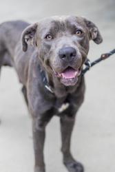 Shelter Stray Male Dog last seen Near E Mountain St, Stone Mountain, GA 30083 ·, 30083, GA, 3280 Chamblee Dunwoody Rd, Chamblee, GA 30341, USA
