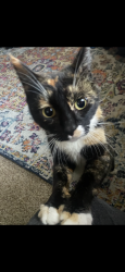 Reunited Female Cat last seen Old military rd, Lakewood, WA 98498