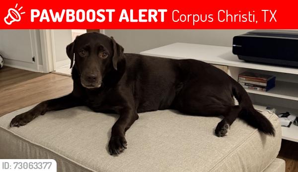 Lost Female Dog last seen Alameda and Everhart, Corpus Christi, TX 78411