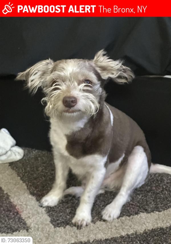 Lost Male Dog last seen Concourse village West , The Bronx, NY 10451