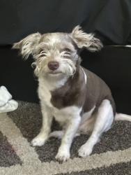 Lost Male Dog last seen Concourse village West , The Bronx, NY 10451