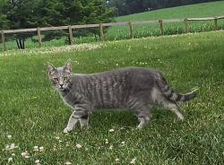 Reunited Unknown Cat last seen Big Berthas/Sittler, South Heidelberg Township, PA 19608