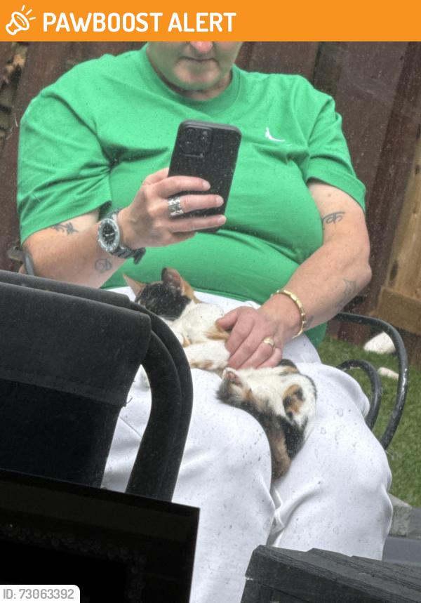 Found/Stray Unknown Cat last seen Alderman road, Glasgow City, Scotland G13 3TX