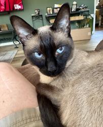 Reunited Female Cat last seen Ole Powhatan ests, Powhatan, VA 23139