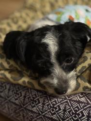 Reunited Male Dog last seen 77th and Eberhart , Chicago, IL 60619