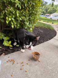 Found/Stray Male Cat last seen Castle Creek apmts, Indianapolis, IN 46250