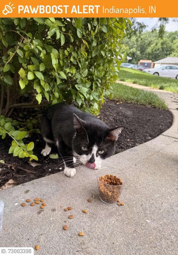Found/Stray Male Cat last seen Castle Creek apmts, Indianapolis, IN 46250