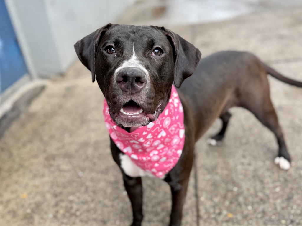 Shelter Stray Female Dog last seen Near Lenox Road, BROOKLYN, NY, 11212, 326 E 110th St, New York, NY 10029, USA