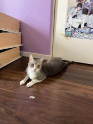 Lost Female Cat last seen Near Jim May Park, Santa Maria, CA 93454