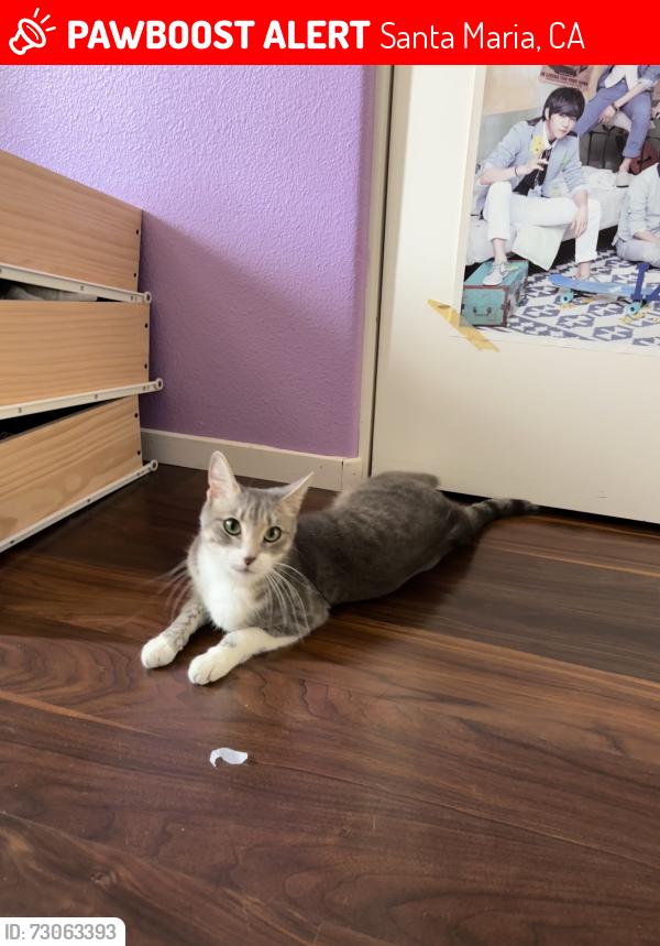 Lost Female Cat last seen Near Jim May Park, Santa Maria, CA 93454