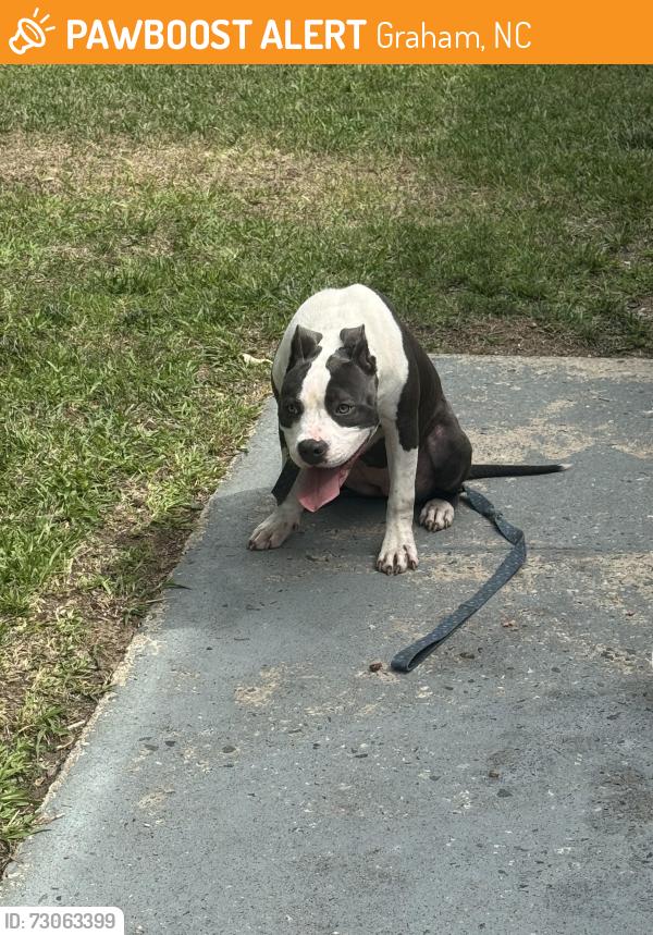 Found/Stray Female Dog last seen Near Walker Ave Graham, Graham, NC 27253