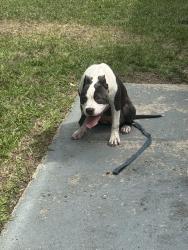 Found/Stray Female Dog last seen Near Walker Ave Graham, Graham, NC 27253