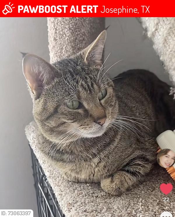 Lost Male Cat last seen compana cofee, hwy 66, Royse City, TX 75189