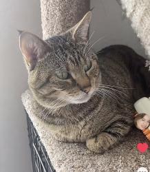 Lost Male Cat last seen compana cofee, hwy 66, Royse City, TX 75189