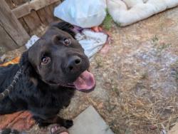 Found/Stray Male Dog last seen Desert Springs Drive and Thistle, Lancaster, CA 93534