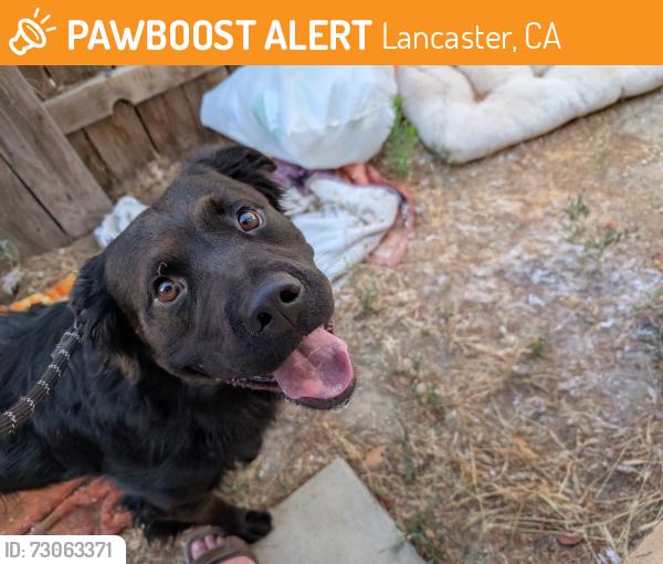 Found/Stray Male Dog last seen Desert Springs Drive and Thistle, Lancaster, CA 93534